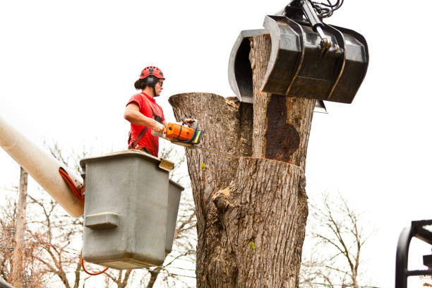 Reliable Spring Lake, MI Tree Removal Services Solutions